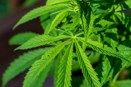 Close up picture of the leaves of a plant of Cannabis sativaの写真素材