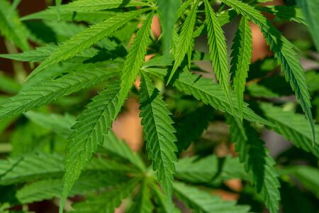 Close up picture of the leaves of a plant of Cannabis sativaの写真素材