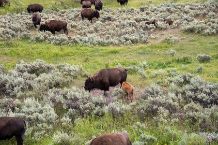 Wild bison herd at the Lamar valley in Yellowstoneの写真素材