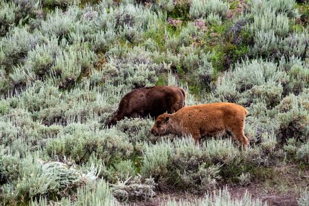 Young wild bison herd at the Lamar valley in Yellowstoneの写真素材