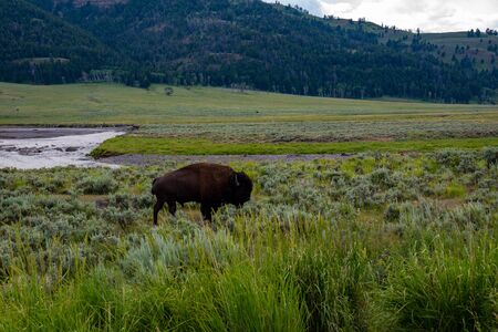 Wild bison at the Lamar valley in Yellowstone