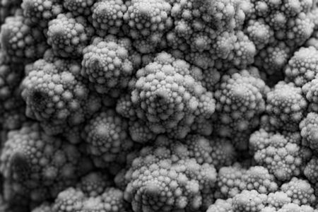 Romanesco cauliflower is an edible flower originated in Italyの写真素材