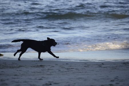 Dog silhouette on the beachの写真素材