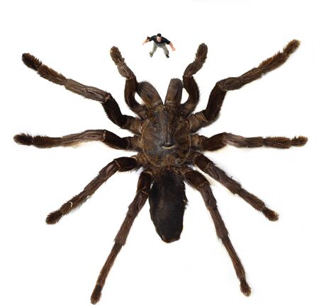 Large tarantula no way outの写真素材