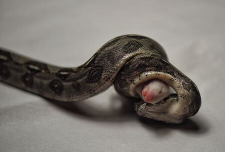 Boa constrictor constricting Ratの写真素材