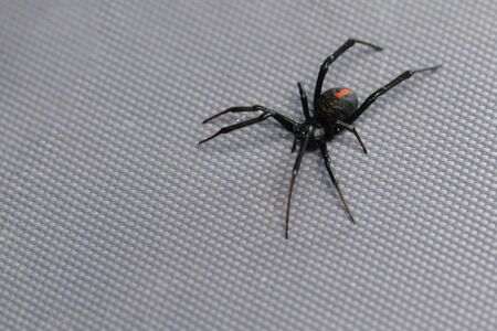 Deadly red back spider Australianの写真素材