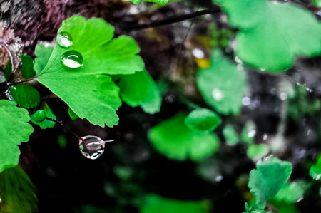 Beautiful large drop morning dew in nature,  Drops of clean transparent water on leaves. Image in...