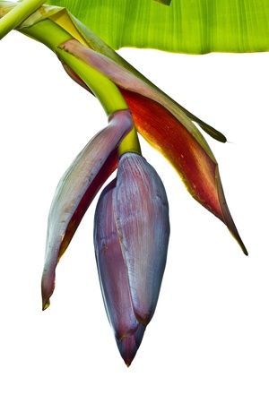 Banana flowerの写真素材