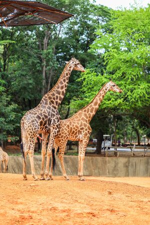 animal live in zoo, Thailand. see more image in gallery.の写真素材