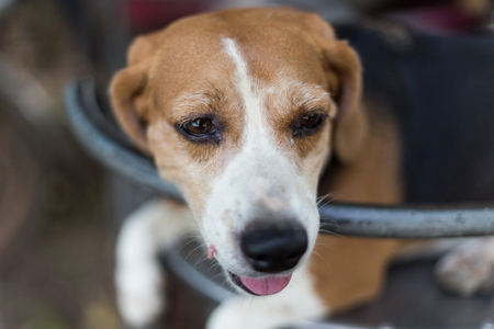beagle posting,selective focus at dog's eye, see more image in galleryの写真素材