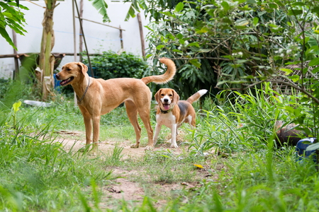dog posting, dog as a pet and a great friends of the people