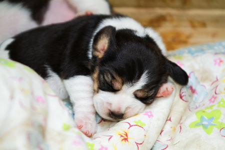 beagle so cuteの写真素材