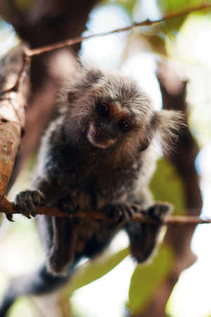 a monkey sitting on a tree