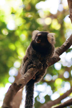 a monkey sitting on a tree