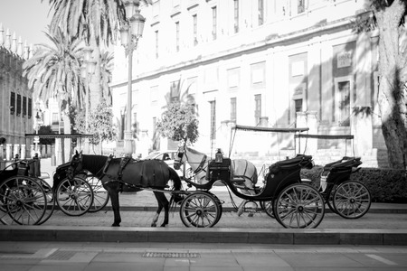 Horse in a street in Sevilleの写真素材