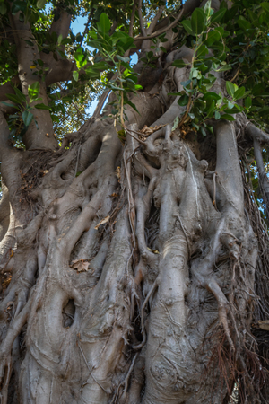 Old Tree in Sevilleの写真素材