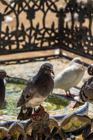 Pigeon in park in city of Sevilleの写真素材