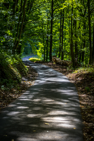 walking through a forestの写真素材