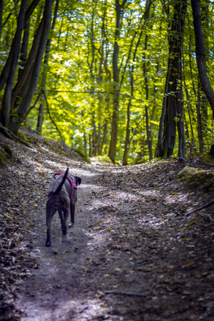 Walk with dog through forestの写真素材
