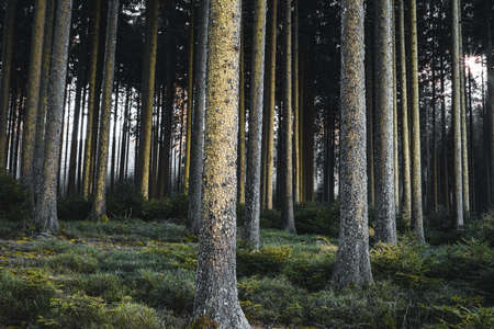 dark mystic forest with tall treesの写真素材