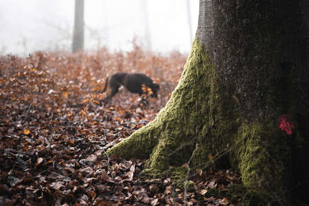 boxer dog behind a big treeの写真素材