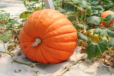 Pumpkinの写真素材