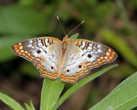 White Peacock Butterflyの写真素材