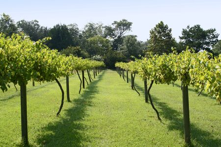 Muscadine Grape Vineyardの写真素材