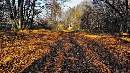 Shadows.Autumn in Vitosha Mountain, Bulgariaの写真素材
