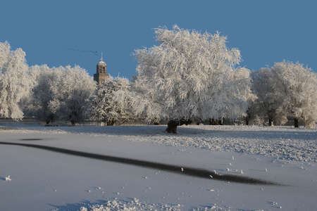 The tower of the Great Church in Deventer, the Netherlands, above trees covered with frost in winterの写真素材