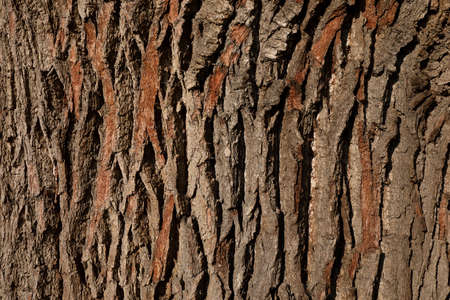 A close-up of the bark of an Oak treeの写真素材