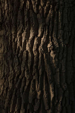 A close-up of the bark of an Oak treeの写真素材