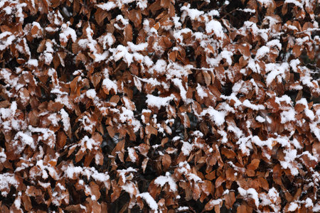 A close-up of bushes covered with snow in winterの写真素材
