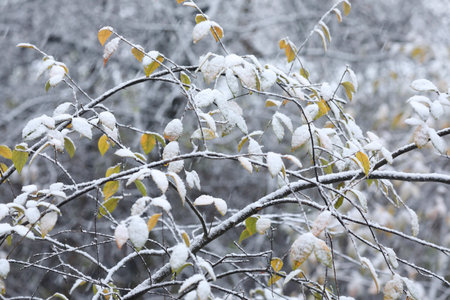 A close-up of bushes covered with snow in winterの写真素材