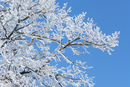 Branches of a tree covered with snowの写真素材