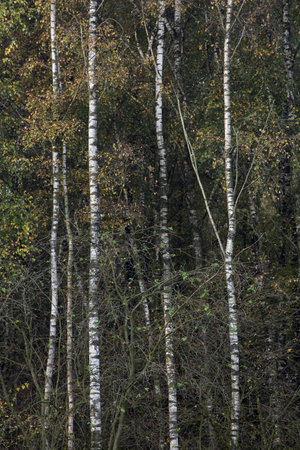 A close-up of Birch treesの写真素材