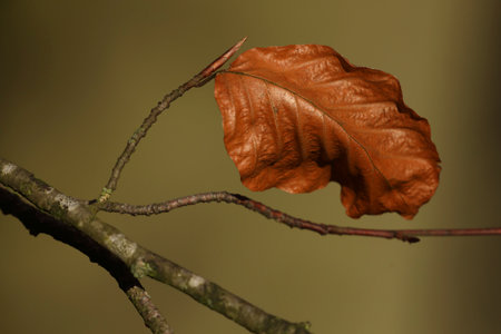 Last leaves on the branches of a Beech tree in autumnの写真素材