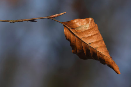 Last leaves on the branches of a Beech tree in autumnの写真素材