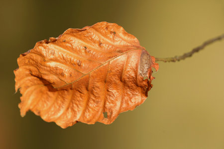 Last leaves on the branches of a Beech tree in autumnの写真素材