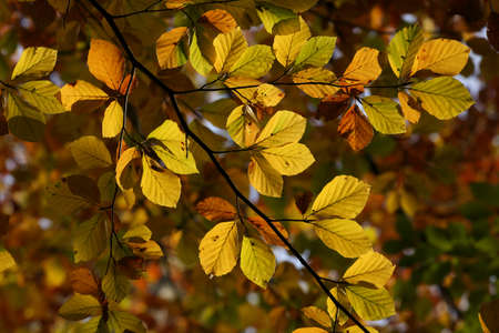 The leaves of a Beech tree changing color in autumの写真素材