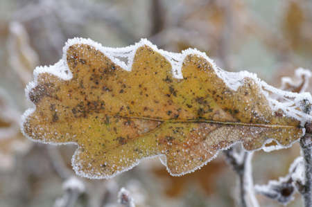 A close-up of the leaves of an Oak covered with iceの写真素材
