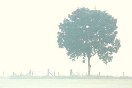 A tree and a fence on a misty morningの写真素材