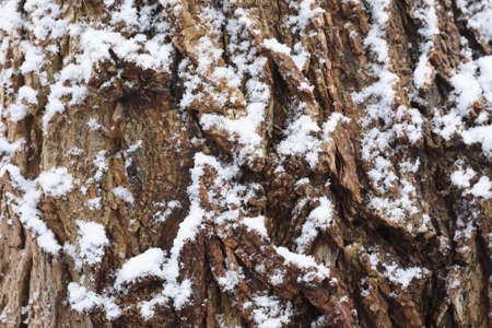 The bark of a tree covered with snow in winterの写真素材