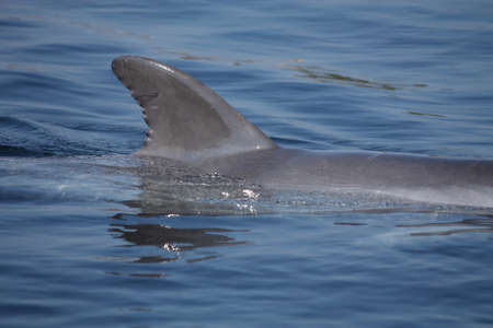 A dorsal fin of a Common Bottlenose above the waterの写真素材