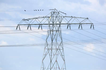 A flock of birds resting on power linesの写真素材