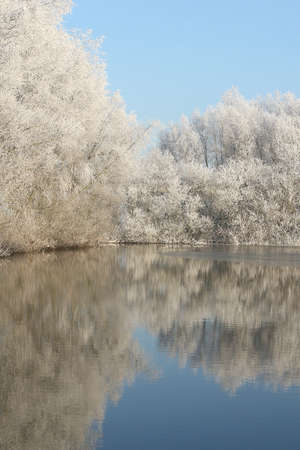 Trees convered with snow and frost on a cold day in winterの写真素材