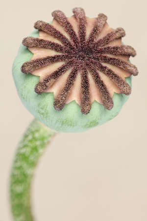 A close-up of a the bud of a Poppyの写真素材