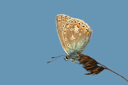 A Common Blue Butterfly resting on plantの写真素材