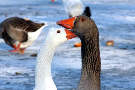 Zwei verliebte Gänseの写真素材
