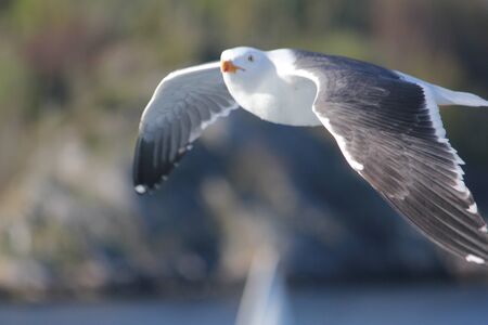 Möwe im Flugの写真素材